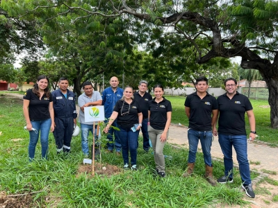 Actividad de arborización